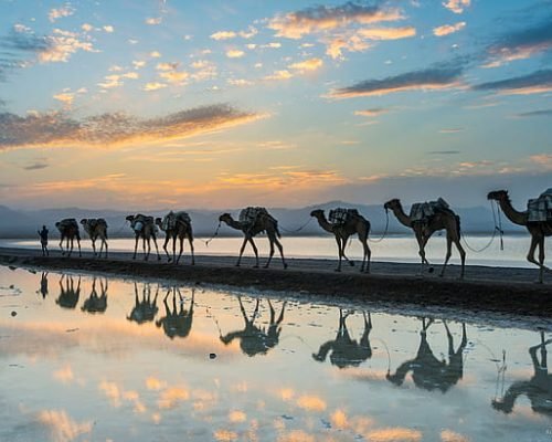 Camels